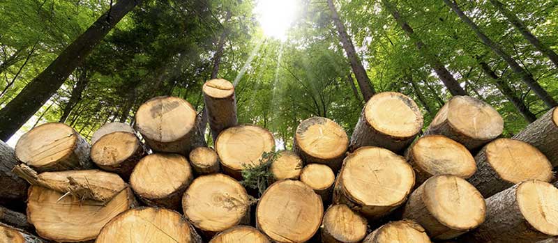 wood biomass energy
